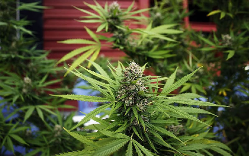 Secuestran plantas de marihuana en allanamiento