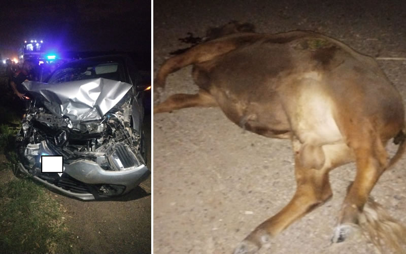 Chocó una vaca en la ruta y debieron ser trasladados al hospital