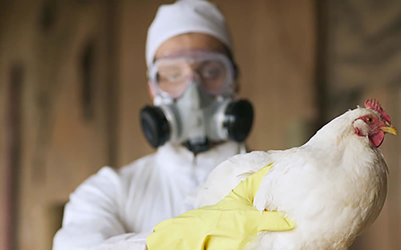 Salud brindó precisiones en relación a la influenza aviar