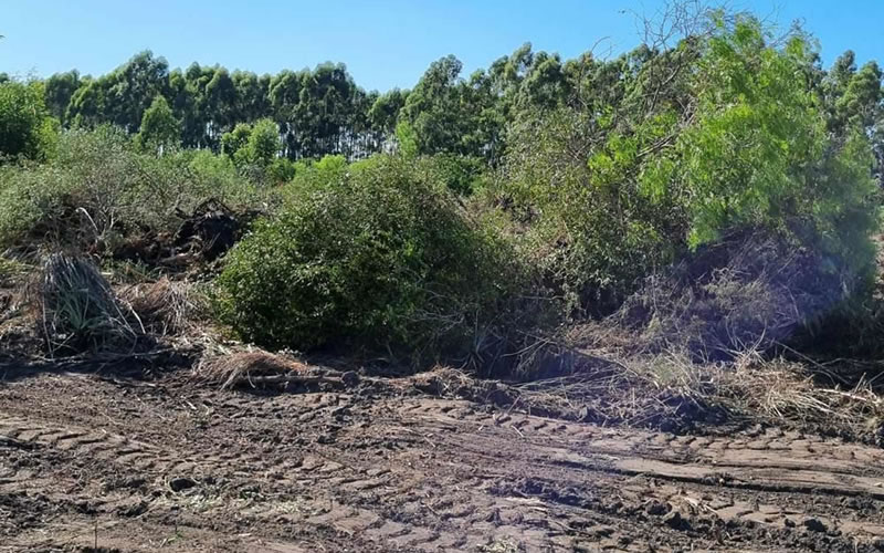 Vecinos frenaron un desmonte ilegal de árboles nativos en Federación