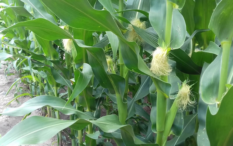 La provincia presentará la próxima semana un proyecto de ley que beneficiará a productores afectados por la sequía