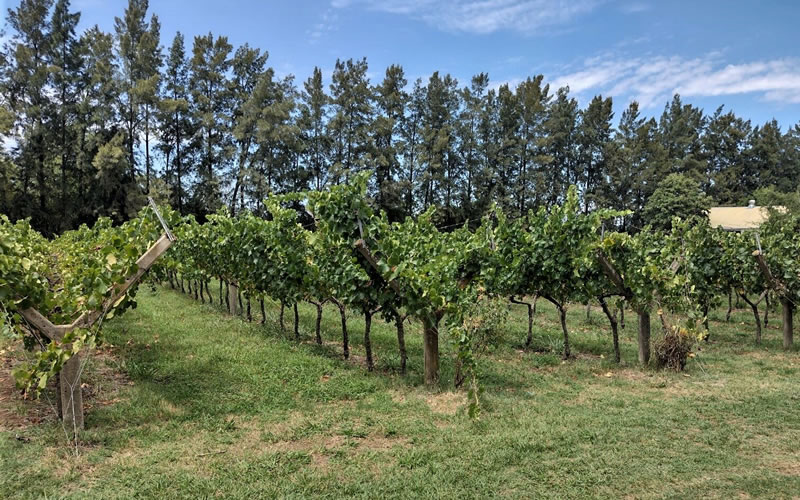 El Departamento Colón ocupa el primer lugar en cantidad de fincas vitivinícolas de la provincia