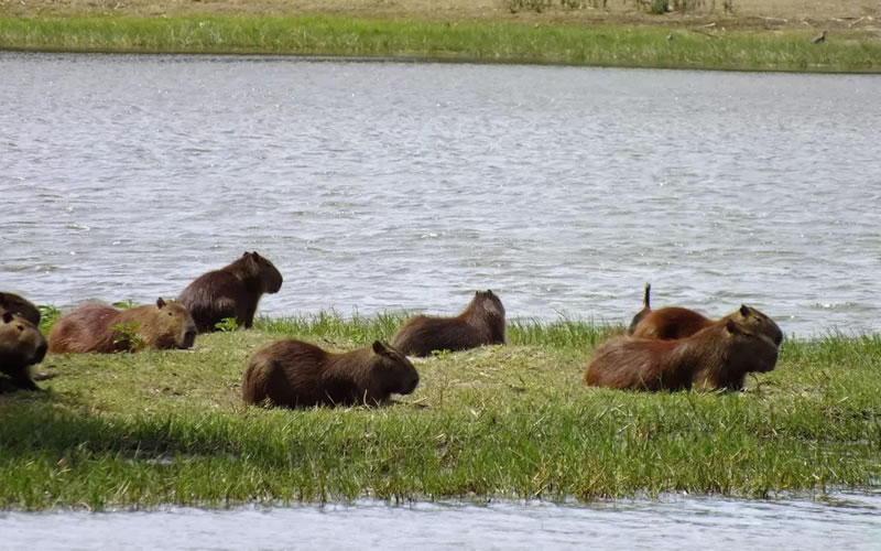 Nuestra región está compuesta por una gran diversidad de humedales: Importancia de los mismos