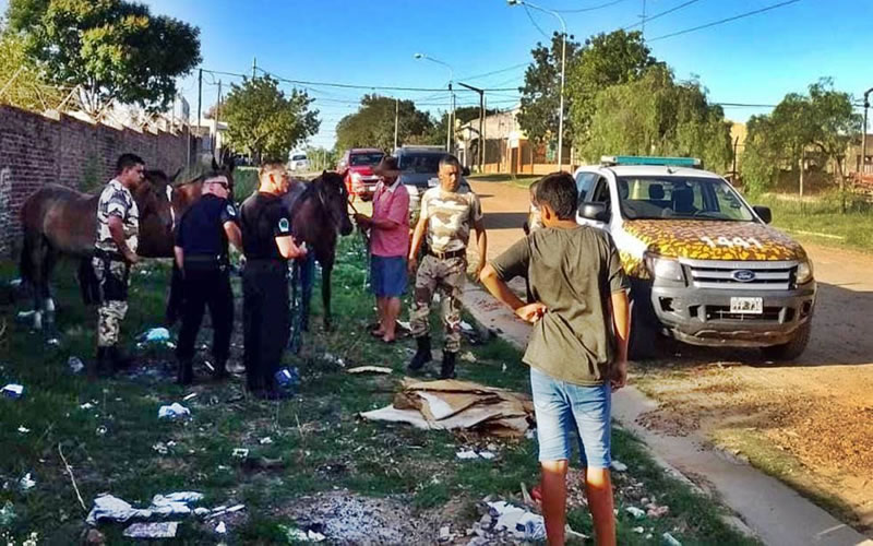 Rescatan tres caballos que deambulaban sueltos por una avenida