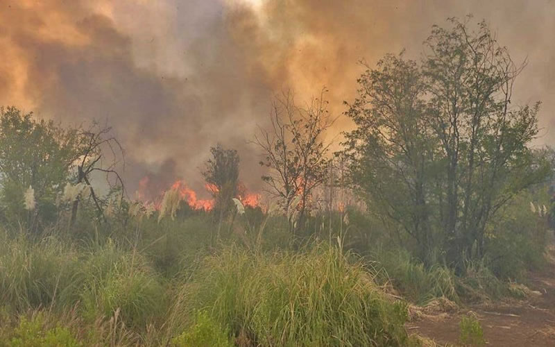 Más de 50 hectáreas afectadas tras un incendio forestal registrado en una zona del departamento Concordia