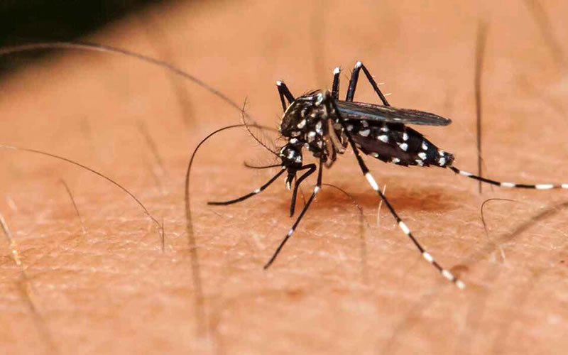 Confirman 8.000 casos de dengue en 13 jurisdicciones y más de 500 de chikungunya