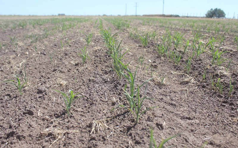 Por la sequía, la Argentina tendrá pérdidas por USD 19.000 millones en 2023, equivalentes a 3 puntos del PBI