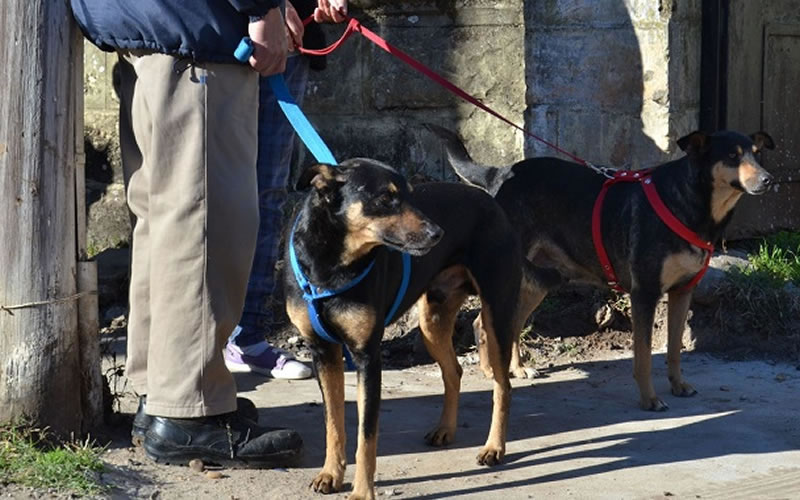 Veterinaria Municipal: Cronograma de castraciones para los barrios