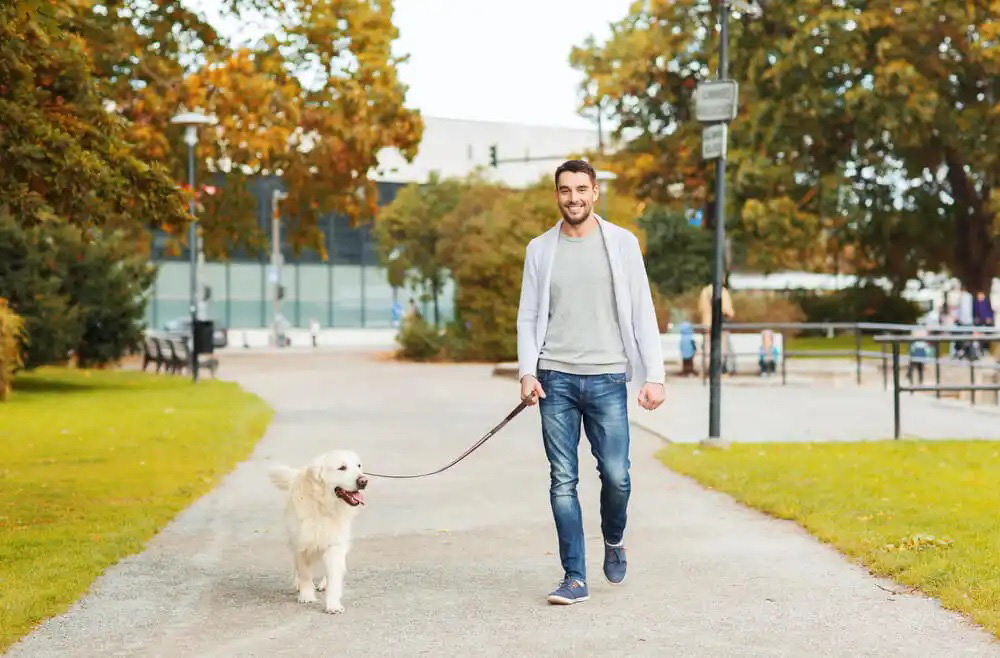 Los sorprendentes beneficios de pasear al perro cada día