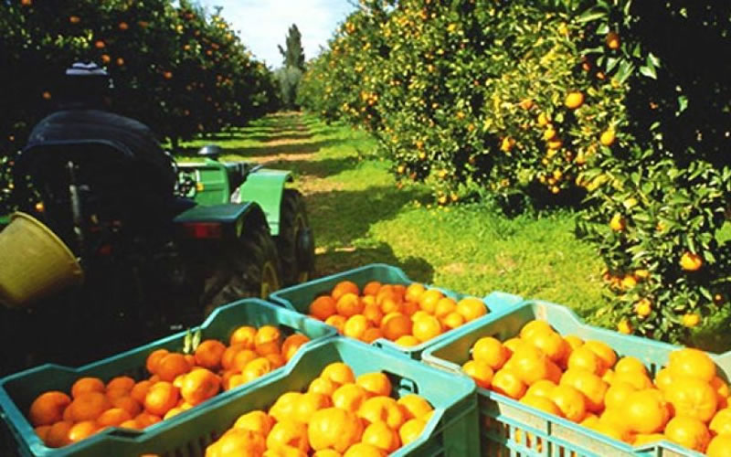 Bordet solicitó a Nación incluir la producción citrícola en la nueva edición del DolarAgro