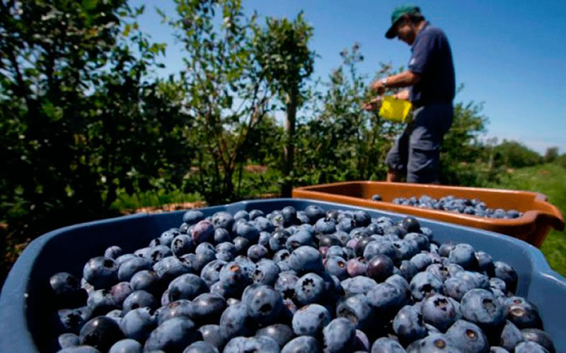Concordia: Procesaron a tres empresarios por trata laboral contra casi 200 personas en la cosecha de arándanos
