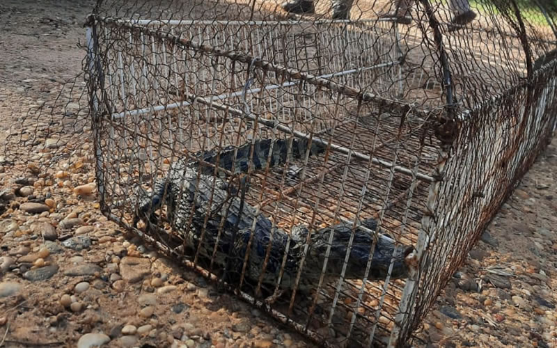 Desde el Parque San Carlos informan que yacaré pequeño encontrado fue liberado en una reserva