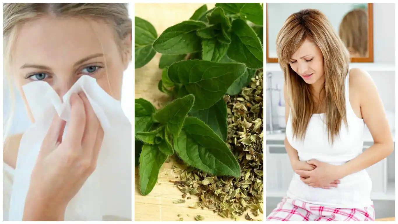 10 interesantes beneficios para la salud que te brinda el orégano
