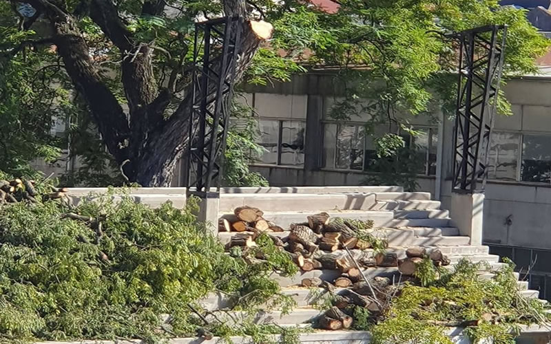 Despejan dudas acerca de la poda del mítico ombú de la Escuela Comercio Nº1