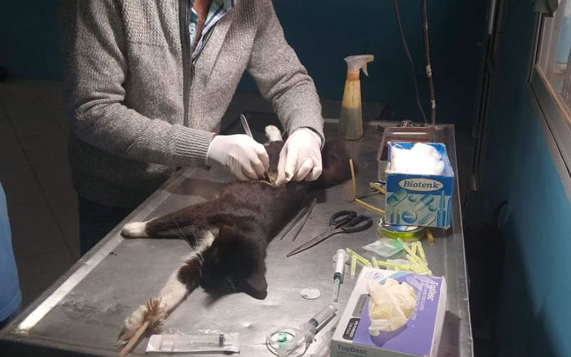 Veterinaria Municipal: Cronograma de castraciones para los barrios de Concordia