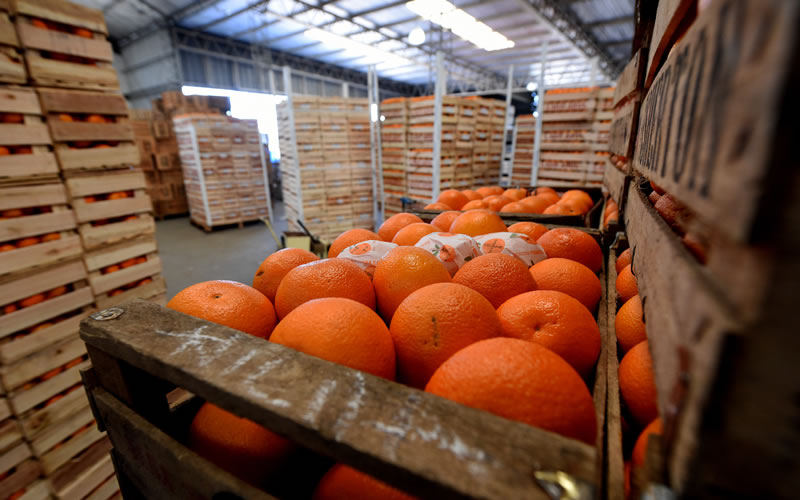 Vietnam dispuso la apertura de los cítricos dulces entrerrianos