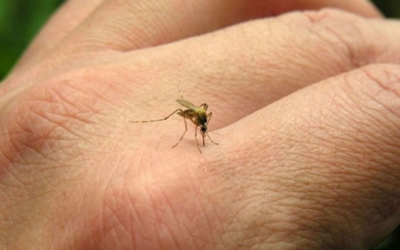 En Entre Ríos se contabilizan 493 casos de dengue