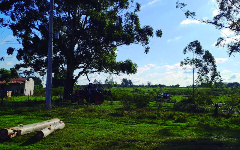 Por la poda de un árbol que cayó sobre líneas de media tensión se cortó la energía en zona rural sur