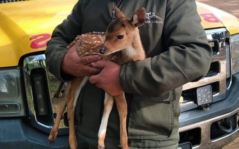 Animal silvestre rescatado de crianza doméstica, no sobrevivió: “Ojalá nos sirva de lección”