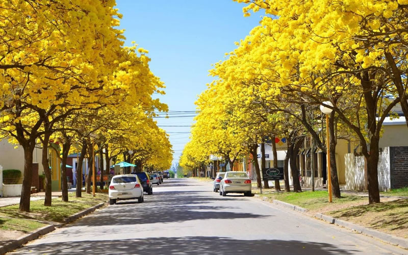 El arbolado urbano: Cuidar nuestros árboles depende de todos