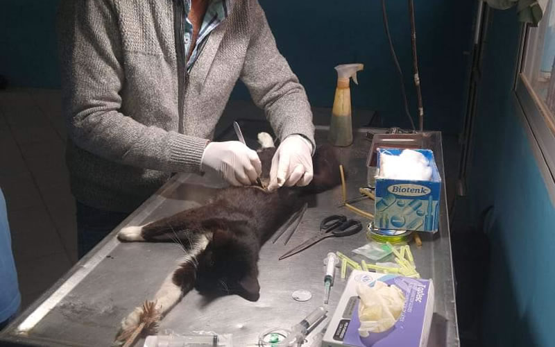 Veterinaria Municipal: Cronograma de castraciones para los barrios de Concordia