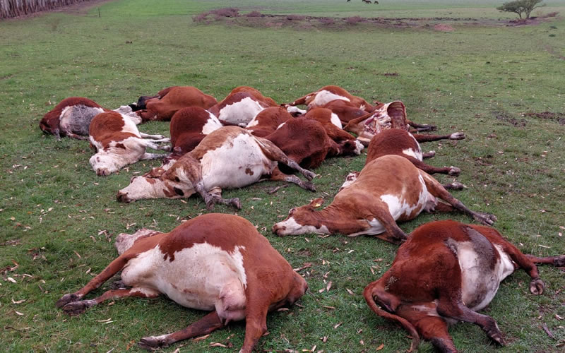 Otro campo entrerriano sufrió la mortandad de vacunos por intoxicación