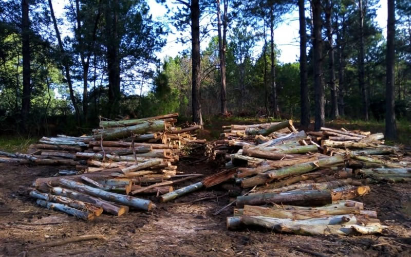 Trabajador forestal falleció  tras ser aplastado por un árbol