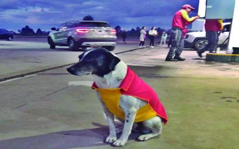 Trabajadores de una estación de servicio concordiense adoptaron a dos perritas callejeras
