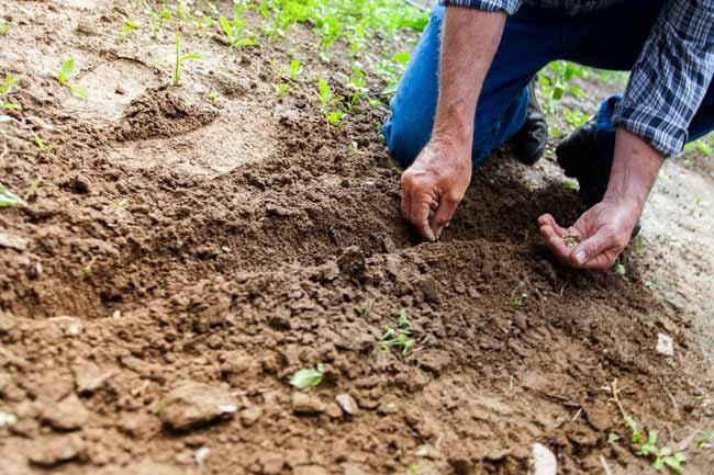 Día Internacional de la Conservación del Suelo