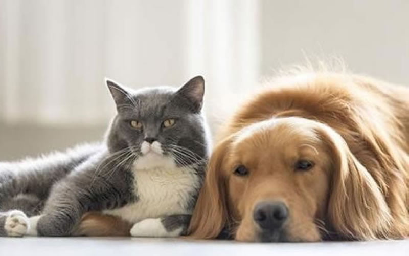 El costo de tener una mascota: Descubre cuánto debes invertir en su cuidado y bienestar