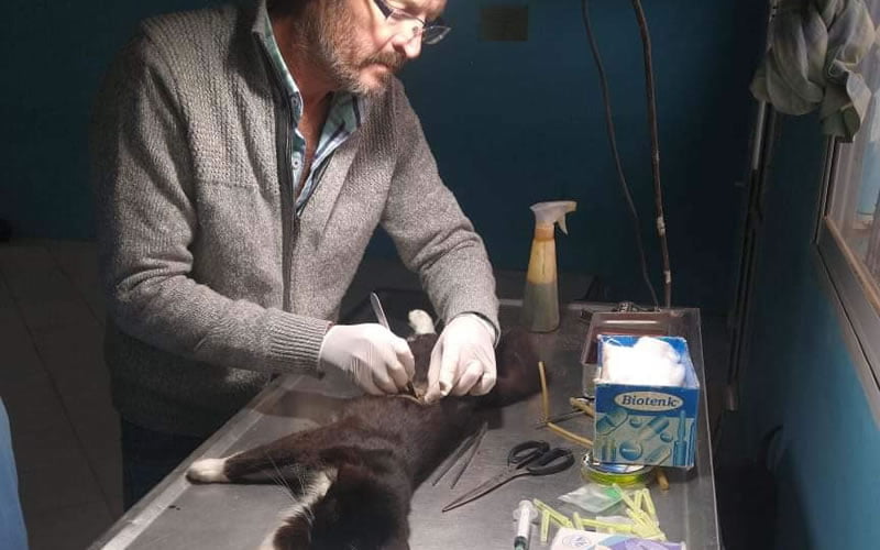 Veterinaria municipal: Cronograma de castraciones