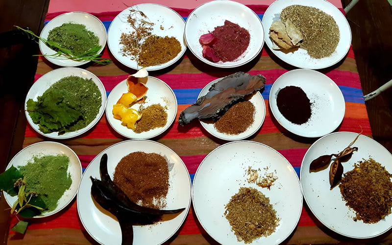 La riqueza oculta en la naturaleza: La revalorización de los alimentos silvestres