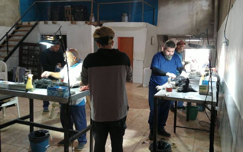 Veterinaria Municipal: Cronograma de castraciones para los barrios de Concordia