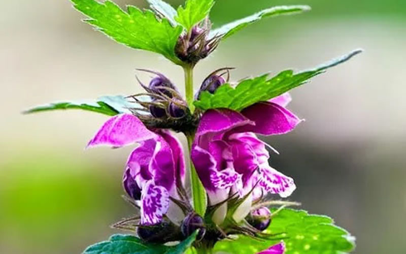 Por qué las plantas son seres vivos y qué necesitan para vivir