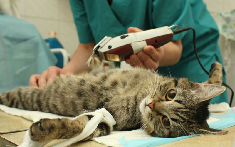 Veterinaria Municipal: Cronograma de castraciones para los barrios de Concordia