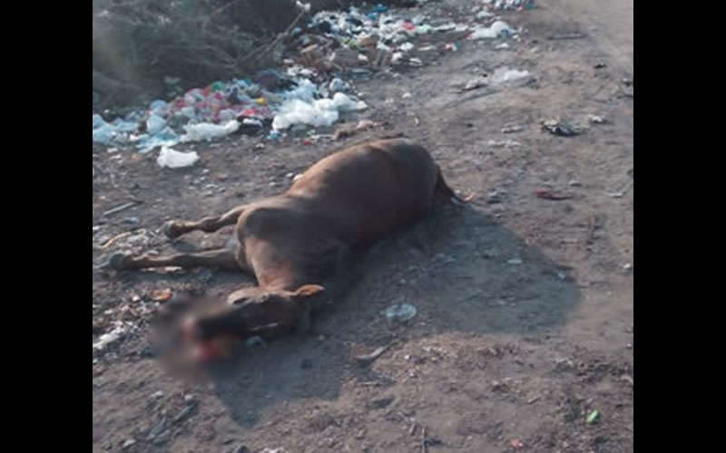 Trágico fallecimiento de un equino en la vía pública