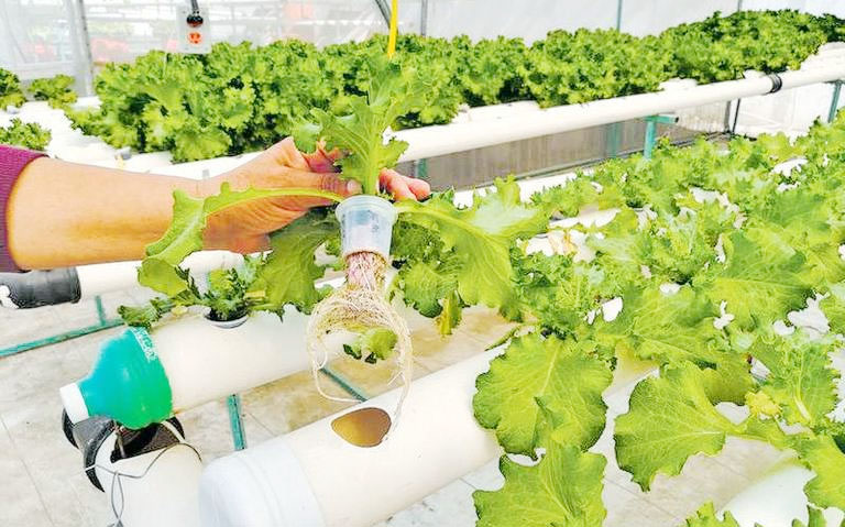 Capacitación para Profesionales del Sector Agrícola