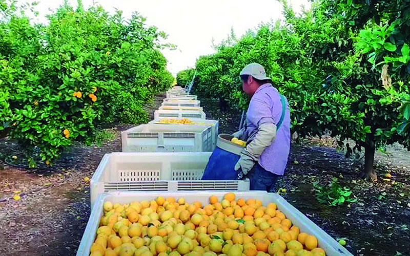 Denuncian contratación irregular de argentinos en la zafra del limón en Uruguay