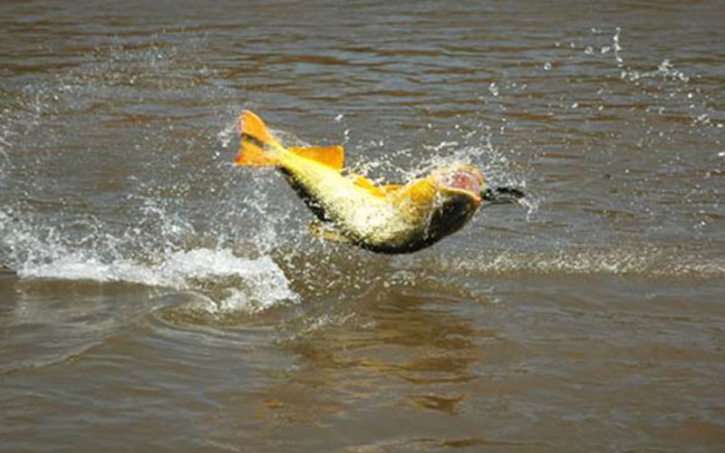 Río Uruguay: Guías de pesca denuncian “gran depredación” y contrabando de dorados