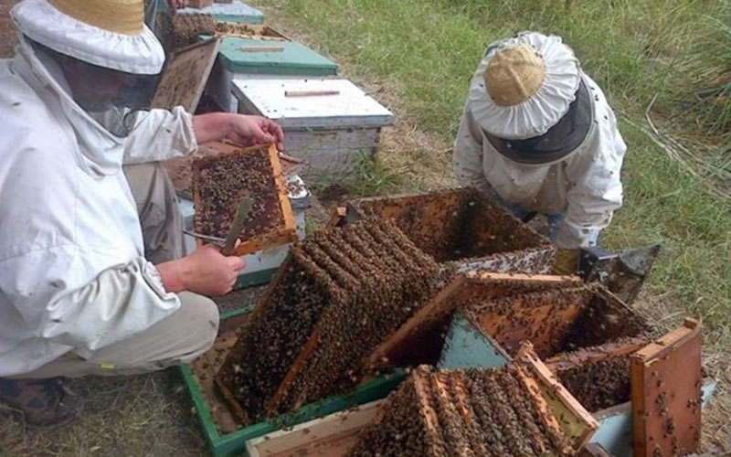 Apicultores de Concordia y la región protestarán a la vera de la Autovía 14