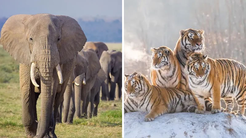 ¿Qué sabes acerca de los animales más fuertes y poderosos en cuanto a fuerza?