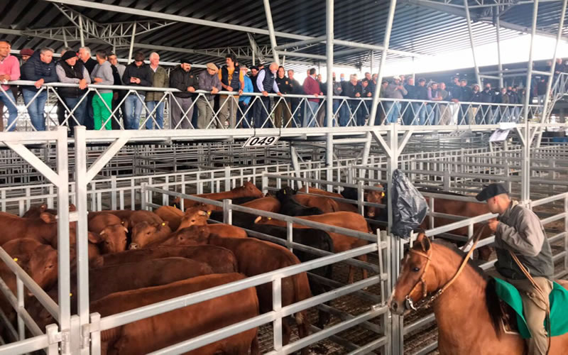 Retrocede el precio de la hacienda tras el pico post PASO: Qué va a pasar en las carnicerías