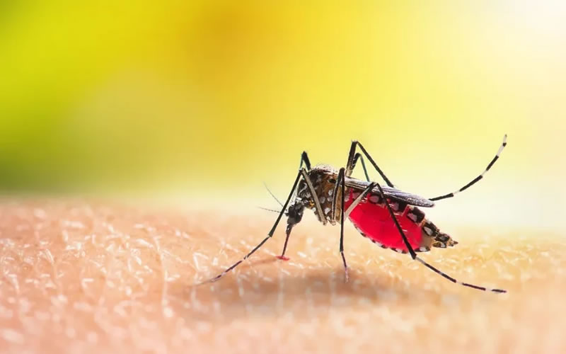 Día Internacional contra el Dengue