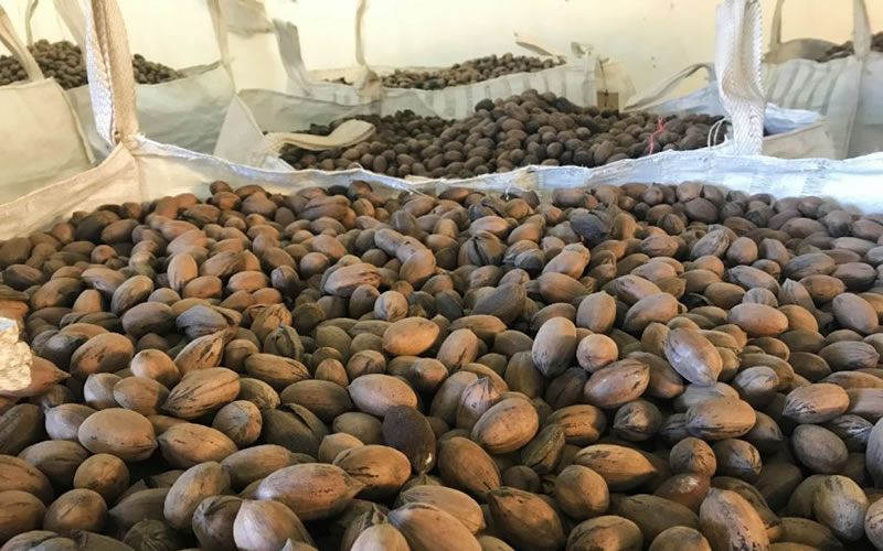 Entre Ríos, la principal productora de nuez pecán en la temporada 2023