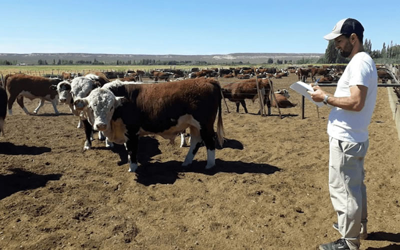 Día del Veterinario y Día del Agrónomo en la Argentina