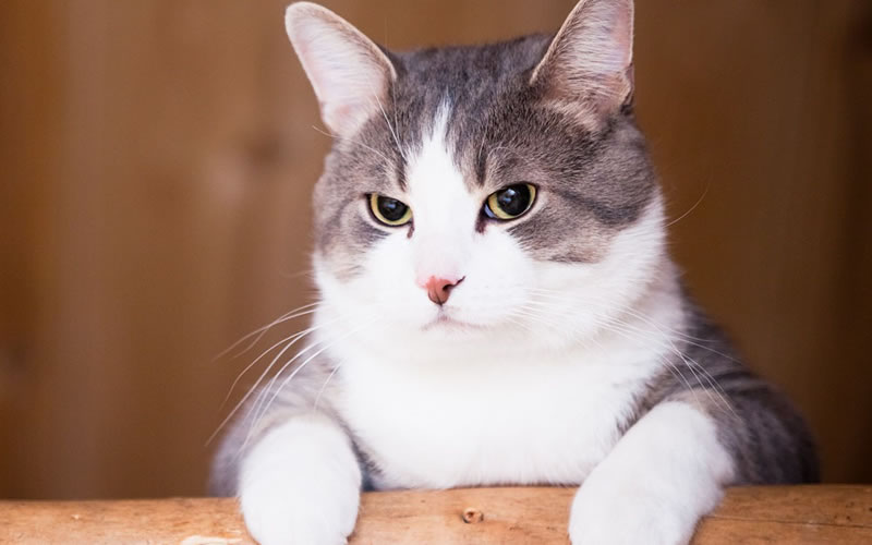 Efemérides: Día Internacional del Gato