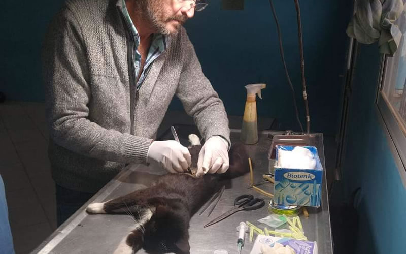 Veterinaria Municipal: Cronograma de castraciones para los barrios de Concordia
