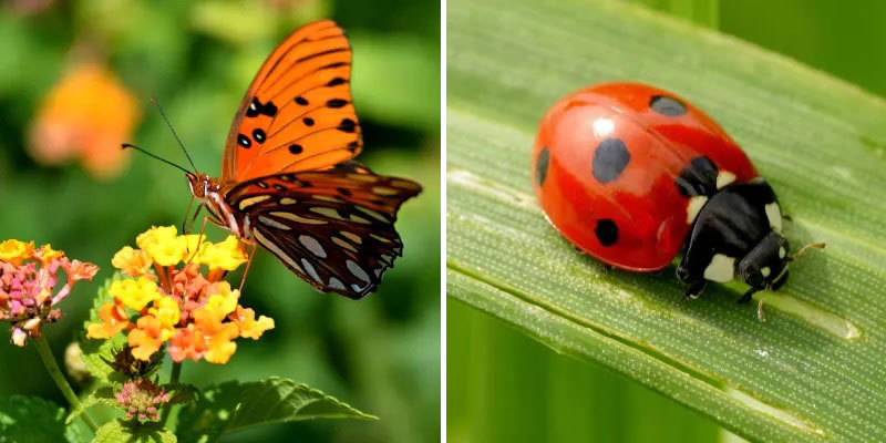 ¿Los insectos pueden sentir dolor?