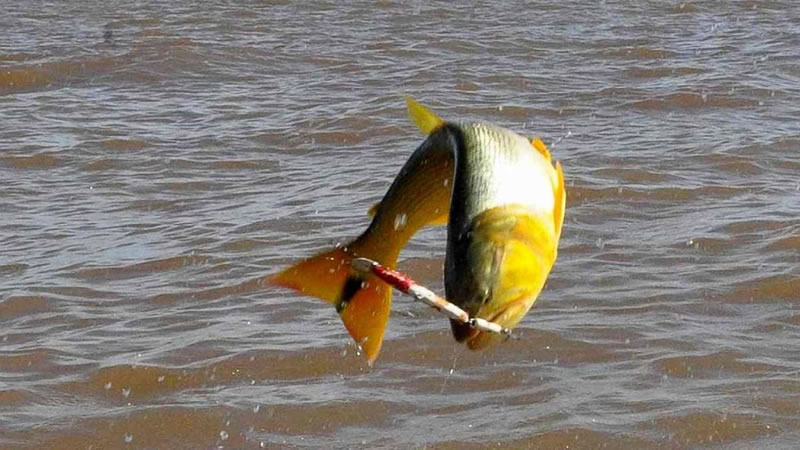 Se establece nuevamente la veda para la pesca del dorado en el río Uruguay