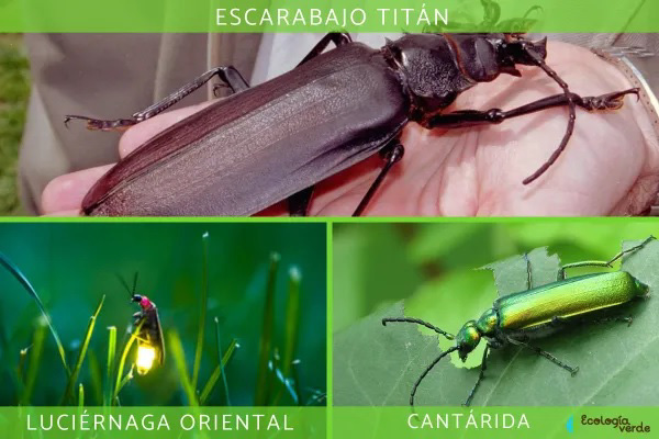 ¿Qué son los Coleópteros? características, tipos y ejemplos